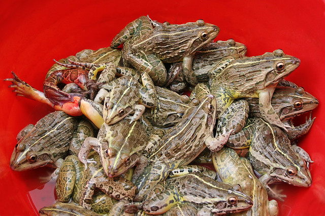 Frogs at a market in Gangtok, India.