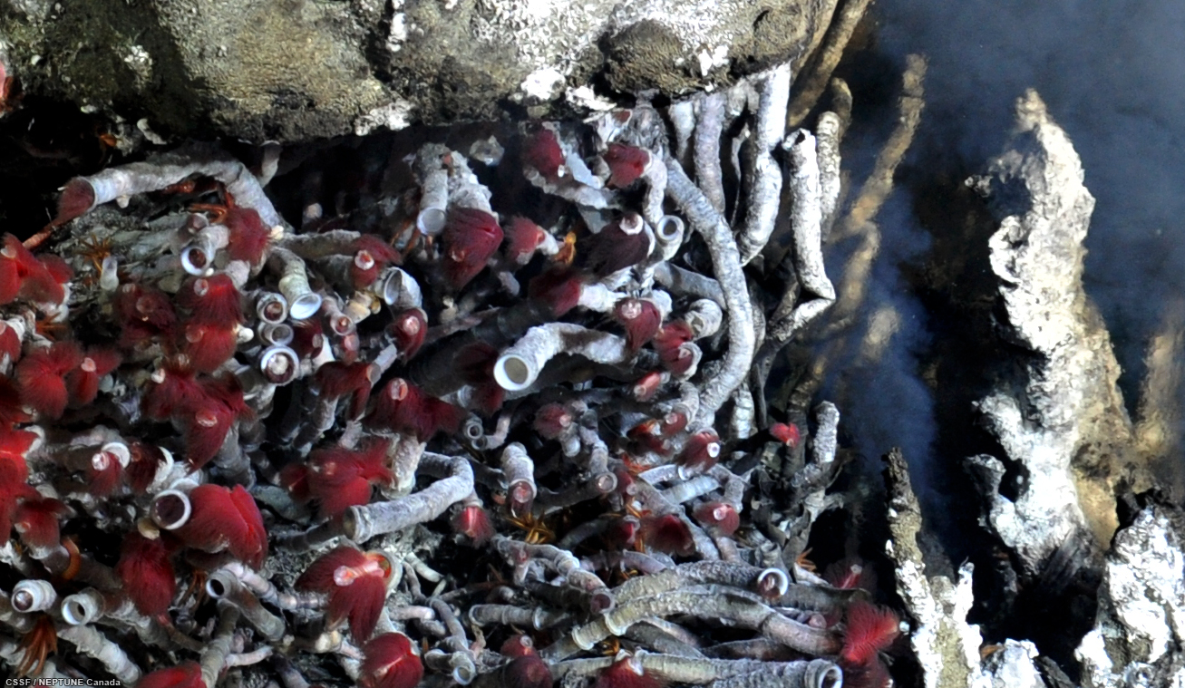 This close-up shows tubeworms (Ridgeia piscesae) in various states, some alive and healthy, others dead. At right, hot effluent can be seen venting from the chimney.