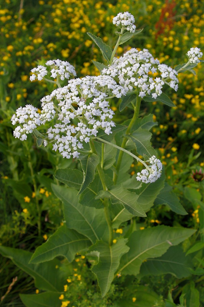 Wild Quinine (Pollinator Plants of East Tennessee