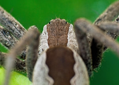 Nursery Web Spiders