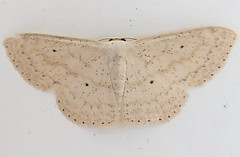 Geometrid moth (Scopula sp.) (A)
