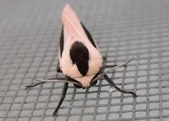 Tiger Moth (Creatonotos gangis) (x2)