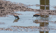 Fernhill Wetlands Mystery Shorebird