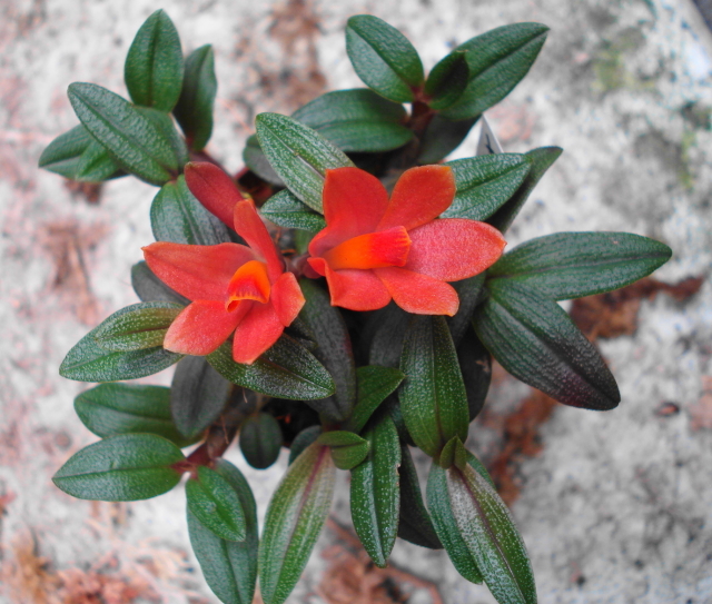 Dendrobium tannii x cuthbertsonii 1
