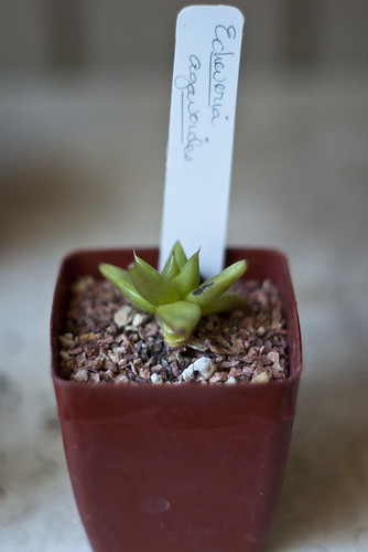 Tiny Echeveria agavoides by TastyPrawn