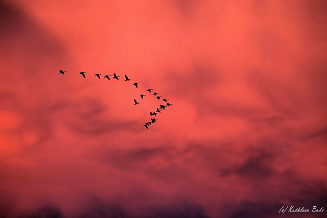 geese sunset, moon rising 002b