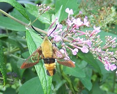 SnowberryClearwing
