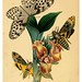 018-The cabinet of oriental entomology…1848- John Obadiah Westwood