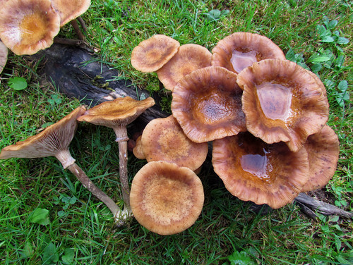Опёнок луковичноно?гий — вид грибов, включённый в род Опёнок семейства Physalacriaceae. Википедия
Photo by Kari Pihlaviita on Flickr Автор фото: Kari Pihlaviita