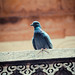 Pigeon atop the barsati