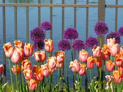  Rotary Botanical Gardens Flowers, Foliage & Landscapes