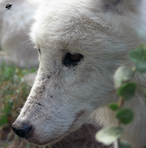 Tundrafarkas - Arctic tundra wolf by The Crow2