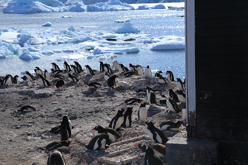Gentoo Penguins at Waterboat Point, Antarctica by Liam Q