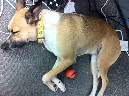 Sunday cuddling with her ball at Google
