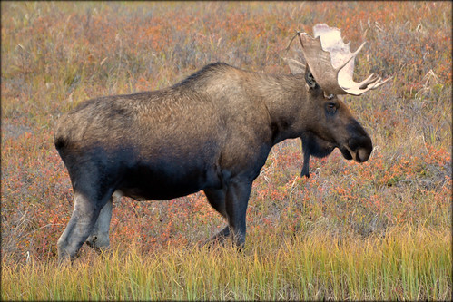 Animal - Moose - Alaska by blmiers2