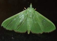 Snout Moth (Parotis marginata) (x7)