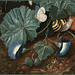 Karl Wilhelm de Hamilton (1729) "A forest floor with a ... Checkered White Butterfly (Pontia protodice), snail, morning glory and fungi ’(detail) oil on copper