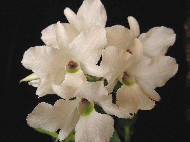 Dendrobium sanderae v. luzonicum 2