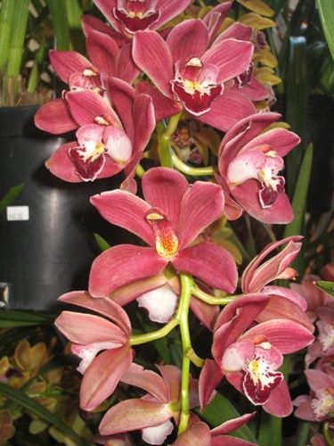 Sf Orchid Show