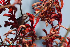 annn's hummingbird