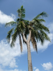 Gizella Kopsick Palm Arboretum  and USF Botanical Gardens