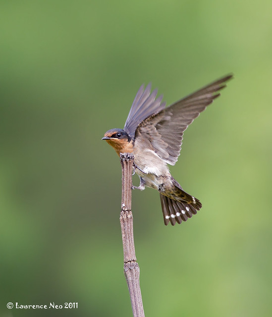 Bird photography inspiration by Lawrence Neo