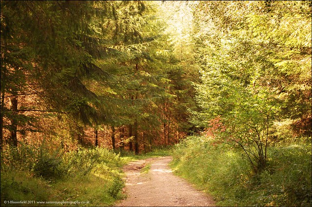 Download this Dalby Forest picture
