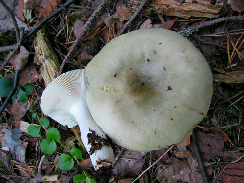 Сырое?жка зелёная — вид грибов, включённый в род Сыроежка семейства Сыроежковые. Википедия
Photo by Kari Pihlaviita on Flickr Автор фото: Kari Pihlaviita