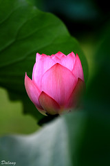 Lotus_2011
