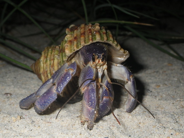 land hermit crab@Kume island,Okinawa,Japan