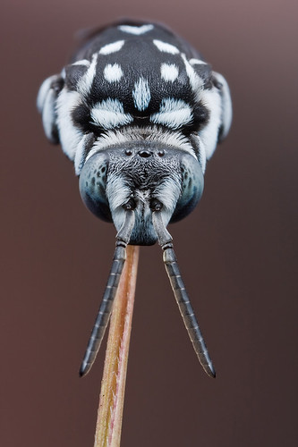 blue bee Thyreus sp. IMG_9640 copy