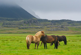 Storm and
Horses