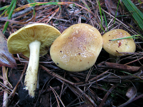 Tricholoma frondosae - lehtokeltavalmuska. Автор: Kari Pihlaviita