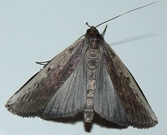 Notodontid moth (A)