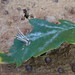 Oak leaf with Psyche casta larval case