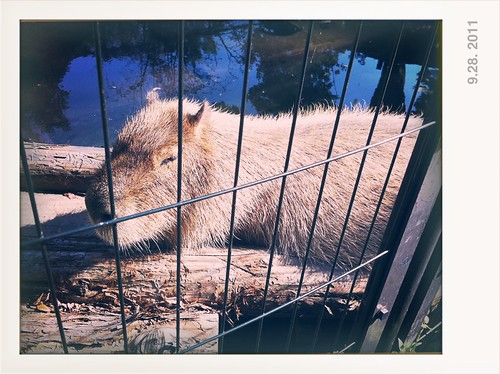 Capybara - 水豚（井の頭自然文化園 いのかしらしぜんぶんかえん）