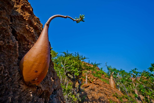 bottle tree in dihamri, soqotra island, unesco, yemen