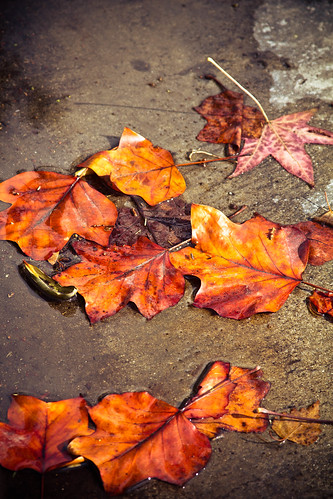 Fall Leaves by the curb