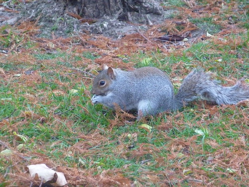 St James Park squirrel
