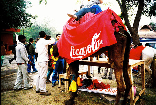 Coca-Cola branded camel
