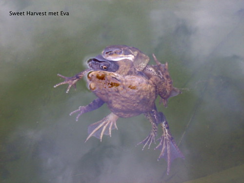 Eva's Garden Frogs