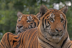 BENGAL TIGERS Panthera tigris tigris