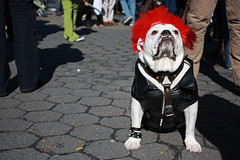 9th Annual Howl-o-Ween Doggie Costume Parade