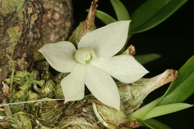 Dendrobium prasinum 1359