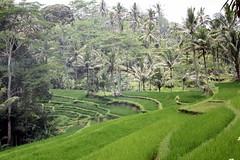 Bali images