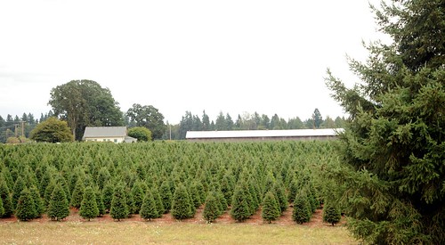 March of the Merry Christmas trees, gold field, spruce, fir, farm house, barn, Oregon, USA by Wonderlane