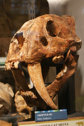Sabretooth Cat skull