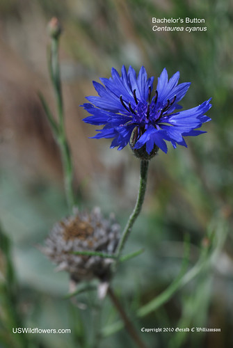 Bachelor’s Button, Bluebottle, Cornflower - Centaurea cyanus