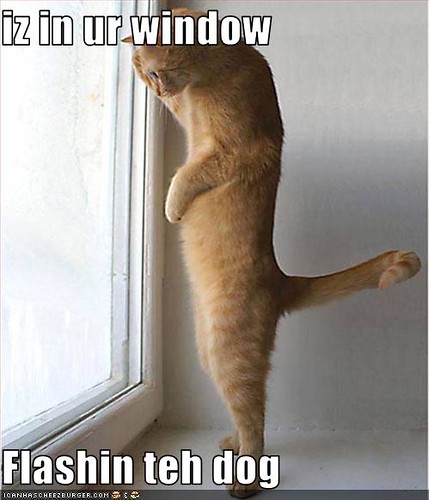 cat-is-in-window