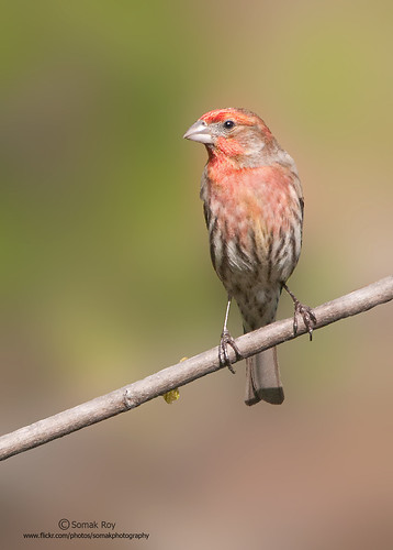 Common House Finch by Somak..